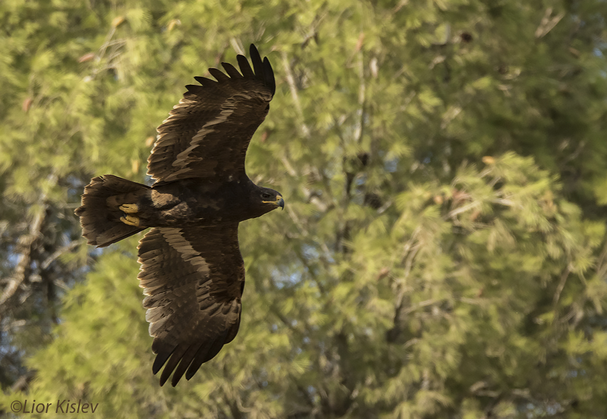 Steppe Eagle Aquila nipalensis,upper galilee  ,October 2015. Lior Kislev